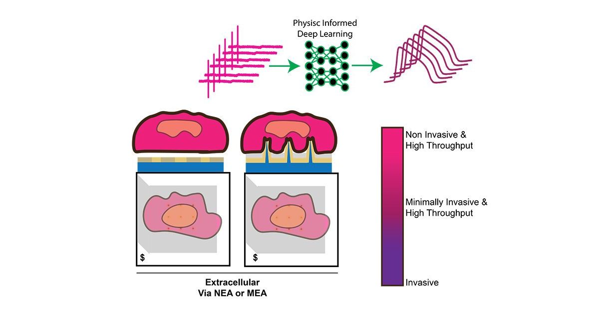 AI-driven Approach Predicts Heart Cells’ Inner Signals from Extracellular Data