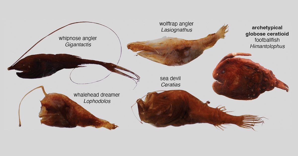 Five examples of body elongation in deep-sea anglerfishes.