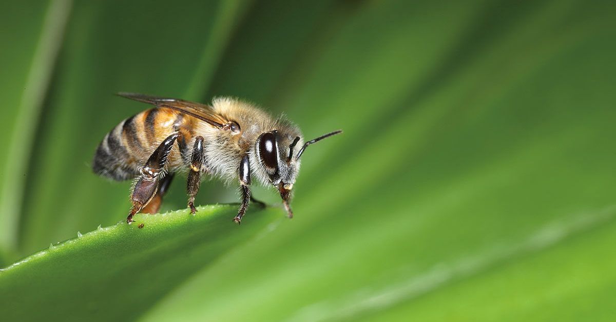 A bee rests on a leaf.