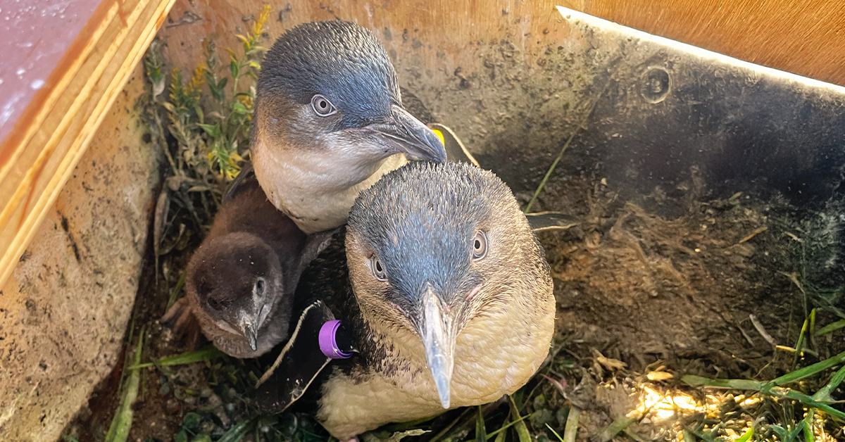 Two adult Little Blue Penguins snuggle closely with their chick in a breeding nest box.