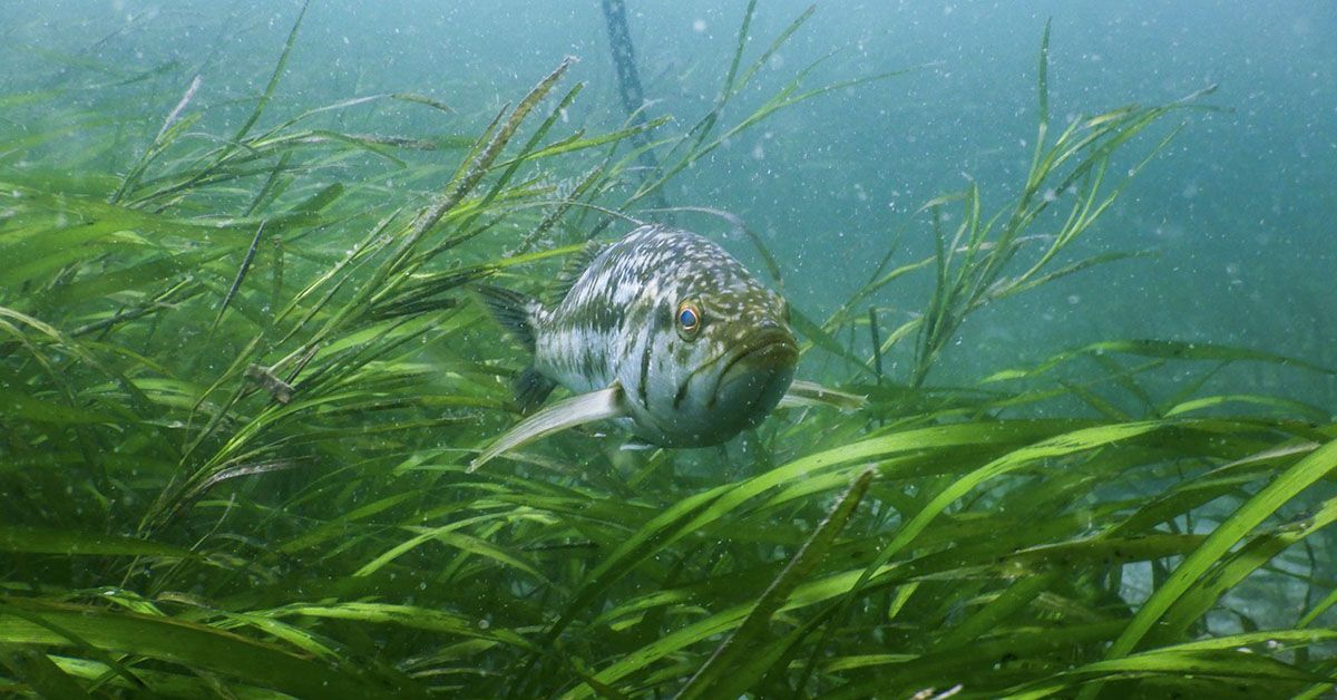 A kelp bass swims in the eelgrass off La Jolla.
