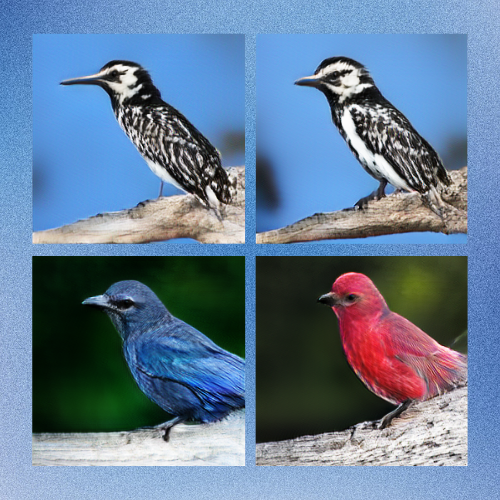 Pictures of birds with a data redaction technique applied. 