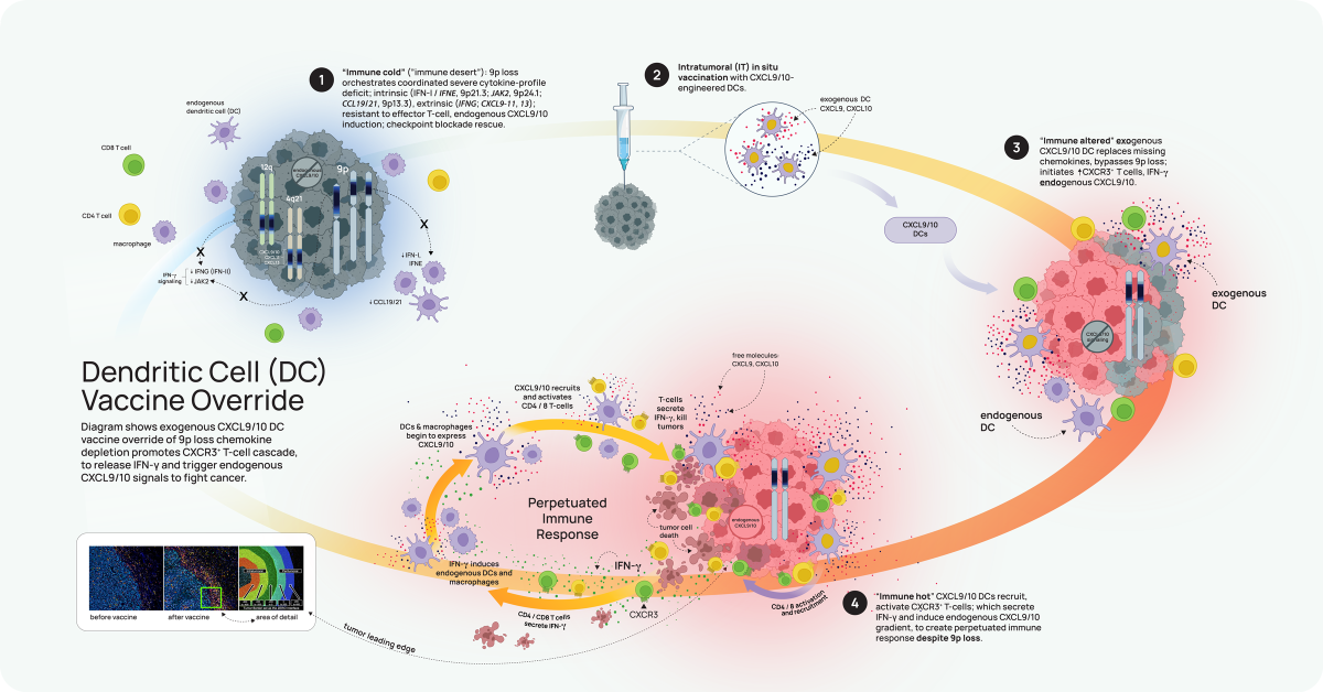 Diagram shows mechanism of CXCL9/10 dendritic cell vaccine