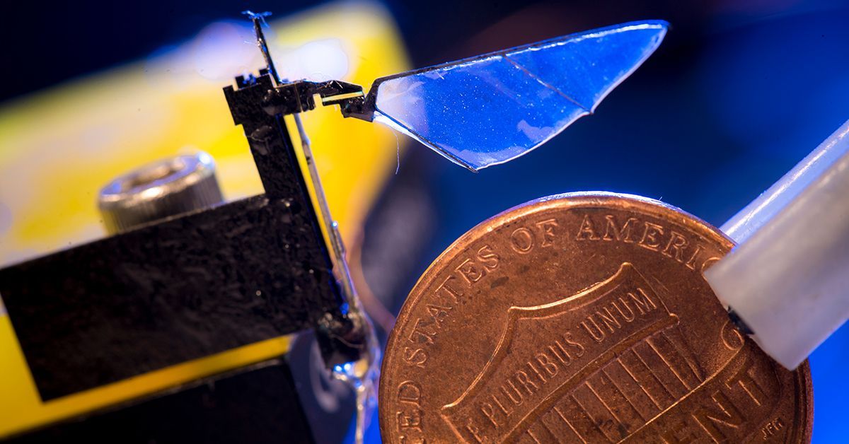 These Robots Helped Understand How Insects Evolved Two Distinct ...