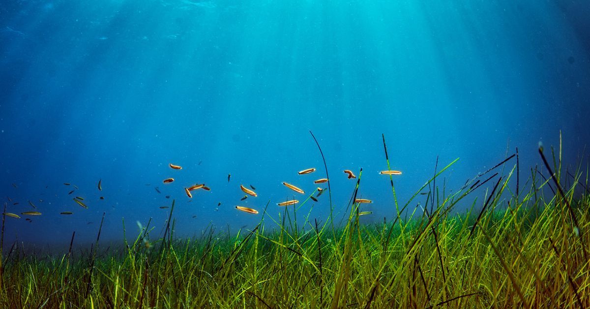 沿岸域の海草再生成功を示す新研究（New Study Highlights Success in Open-Coast Seagrass Restoration）