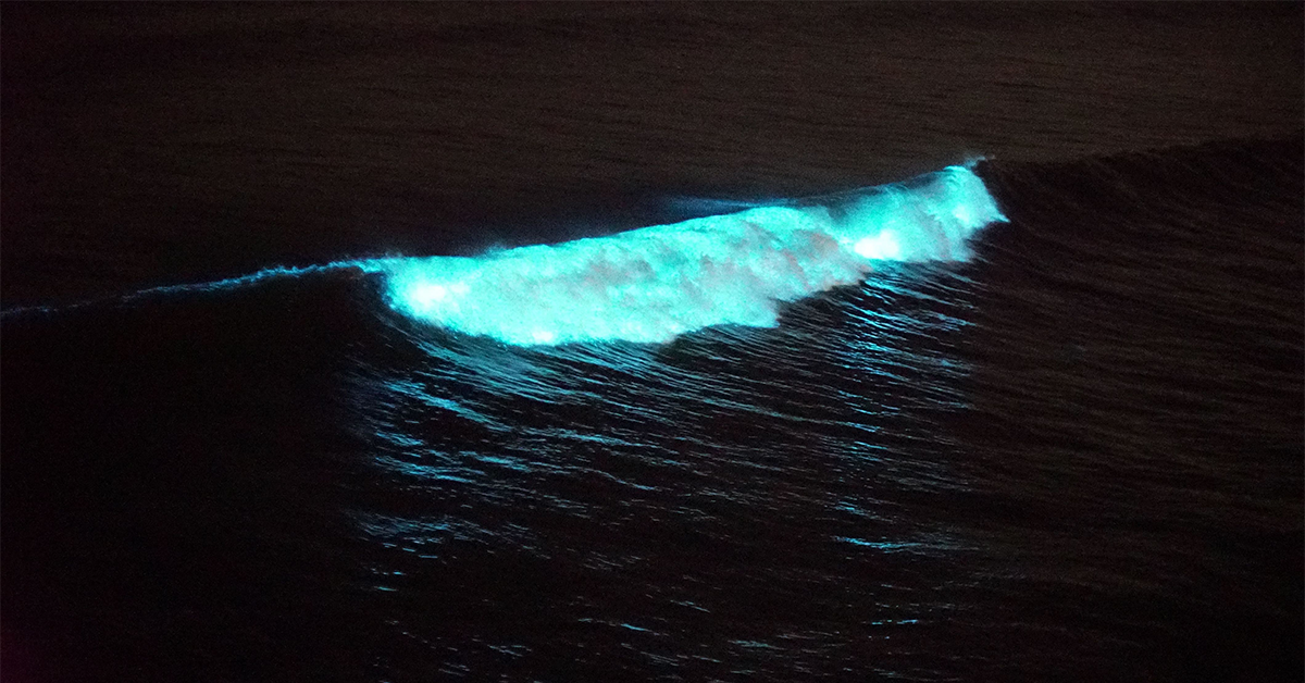 A bioluminescent wave.