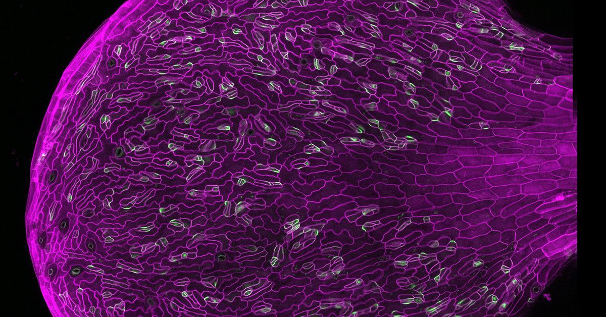 new-insight-into-how-plant-cells-divide