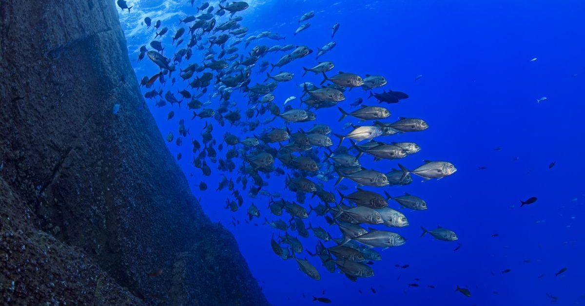 New Study: Protecting Large Ocean Areas Doesn't Curb Fishing Catches