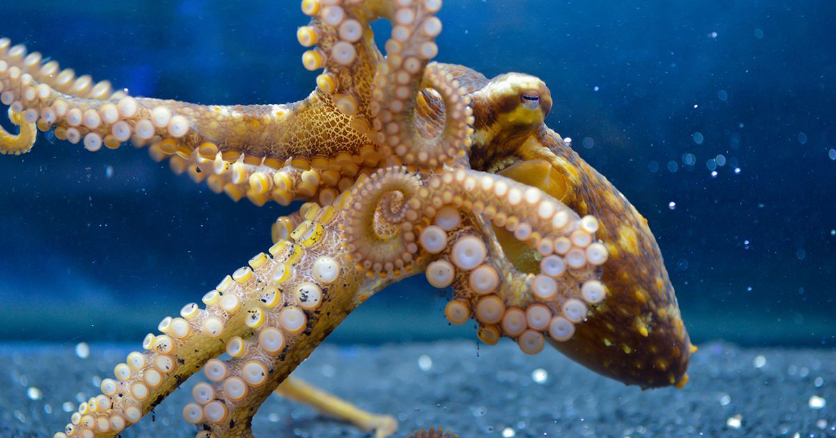 Tracking a New Path to Octopus and Squid Sensing Capabilities