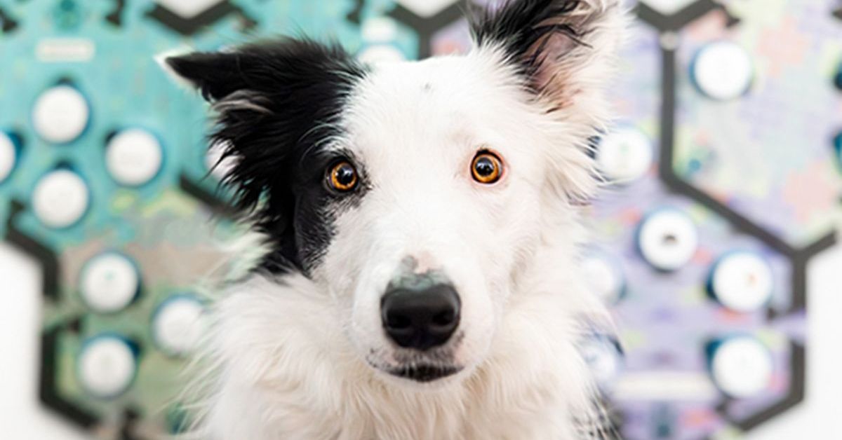 Black and white dog's face and soundboard buttons