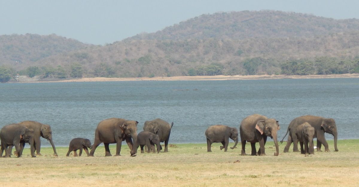 Asian Elephants Habitat