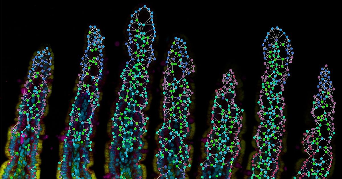 New Research Reveals How Location Influences How Our Immune System Fights Disease