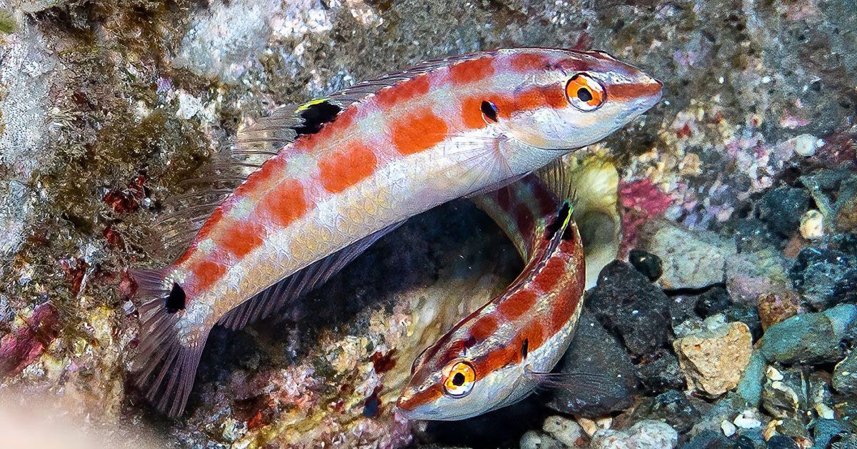 New Fish Species Discovered at Remote Islands Off Mexico's Pacific Coast
