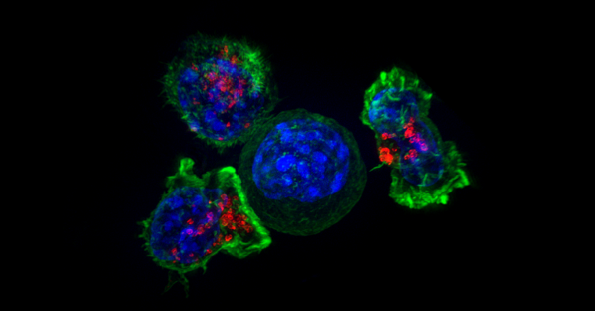 Image of killer T cells attacking a cancer cell.