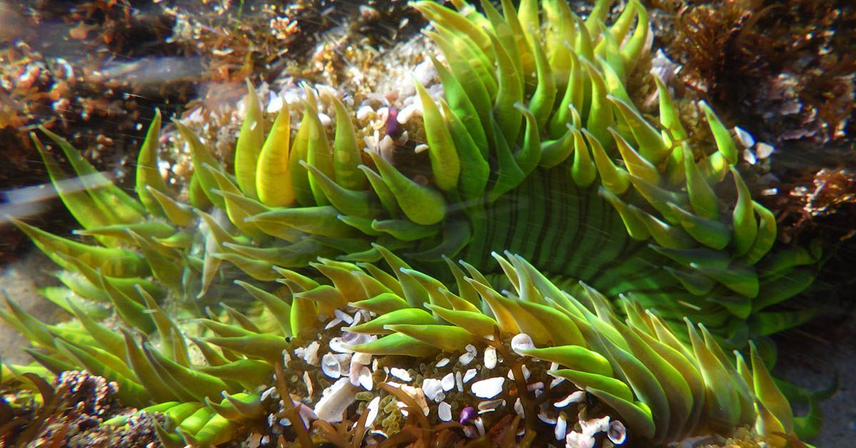 A neon-green sea anemone in a tide pool