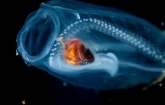 SalpPOOP Study Highlights Biogeochemical Importance of Zooplankton Fecal Pellets