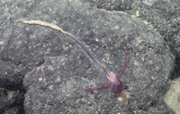 “Bizarre” Yoda Acorn Worm Makes Top 10 Marine Species List