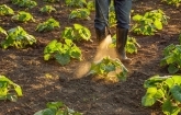 Nanoparticles Made From Plant Viruses Could Be Farmers’ New Ally in Pest Control