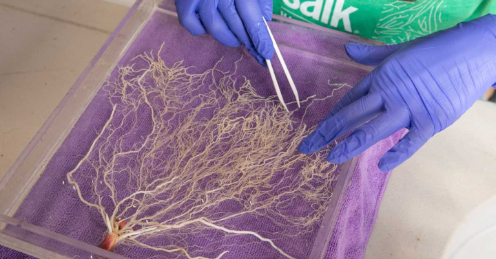  Researcher arranges harvested root system for data collection. Photo: Salk Institute 