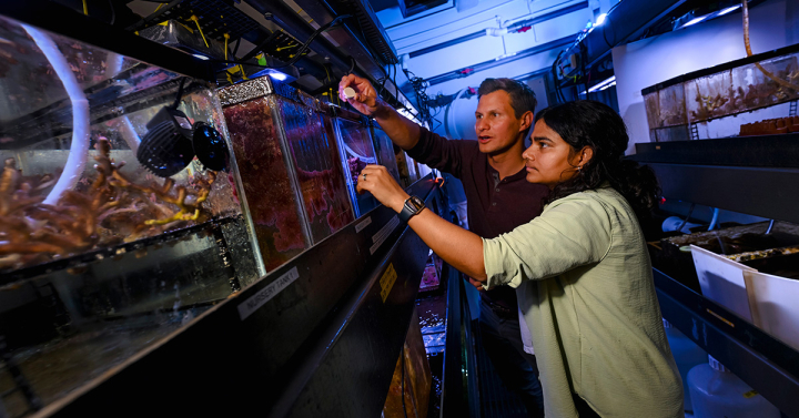 Scientists look at an aquarium in a lab 