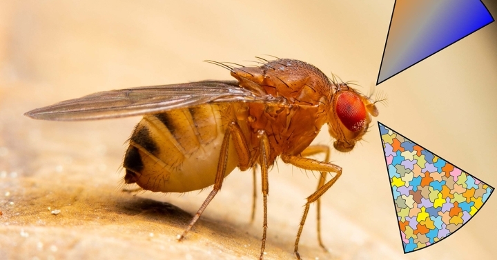 Detecting Odors on the Edge: Researchers Decipher How Insects Smell More with Less