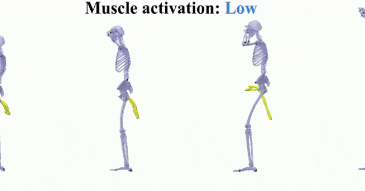 Video: GIF of a simulation of a squat
