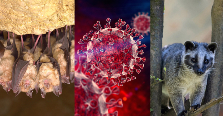 Composite image left to right: bats, COVID-19 virus and palm civet