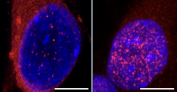 graphic of nuclei
