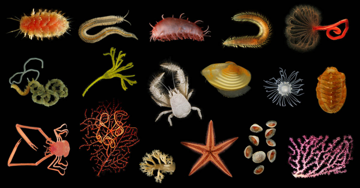 A compilation showcasing deep-sea species found off Costa Rica, such as segmented worms, mollusks, echinoderms, corals, and the iconic yeti crab.