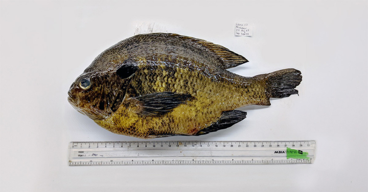 A bluegill fish specimen in the lab, next to a ruler