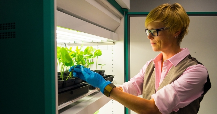 Woman handles a tray of plants in a lab.