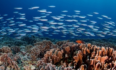Underwater image of coral reefs and a school of fish.