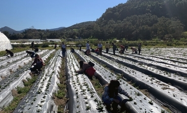 Students working in strawberry beds with mountains in background