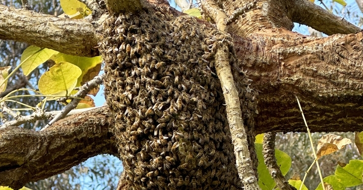 Sleep is No Light Matter for Bees