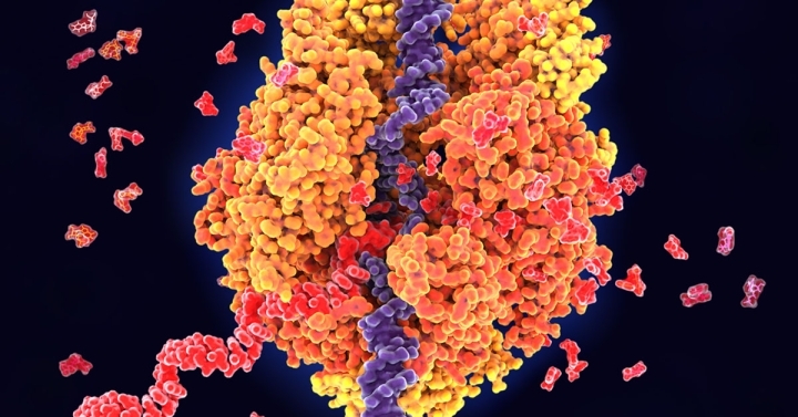 An enzyme converting DNA into RNA.