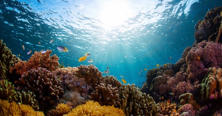 underwater image of coral reef