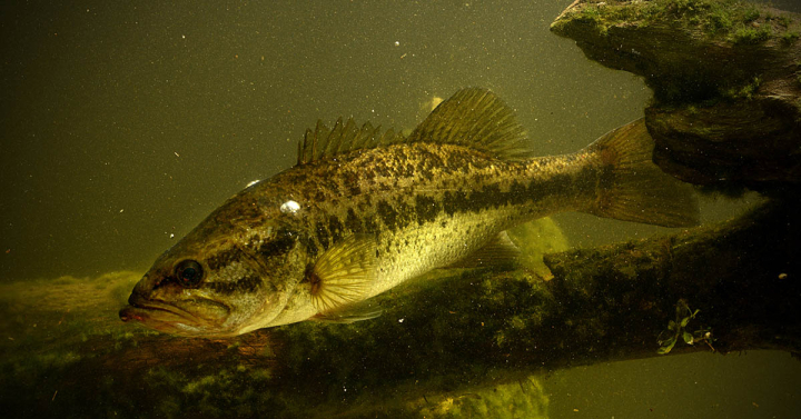 A largemouth bass swims underwater in a lake.