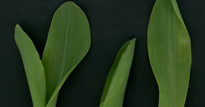 Molecule Linked to Metabolism Found to Boost Plant Growth