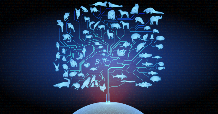 Images of various animals and the connections between them.