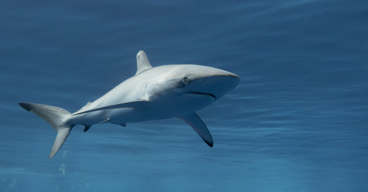 A juvenile silky shark swims in the open ocean.
