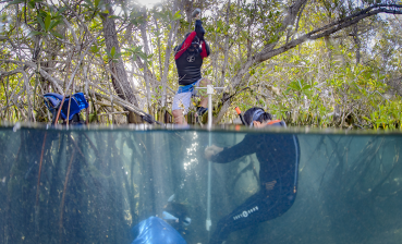 Two researchers wade through a tangled mangrove forest in the Galapagos.