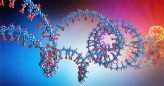 Closing the RNA Loop Holds Promise for More Stable, Effective RNA Therapies