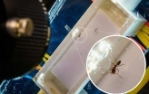 Photo of an experimental set up used to observe ants walking 