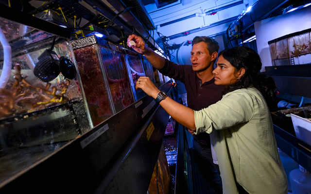 Scientists look at an aquarium in a lab 