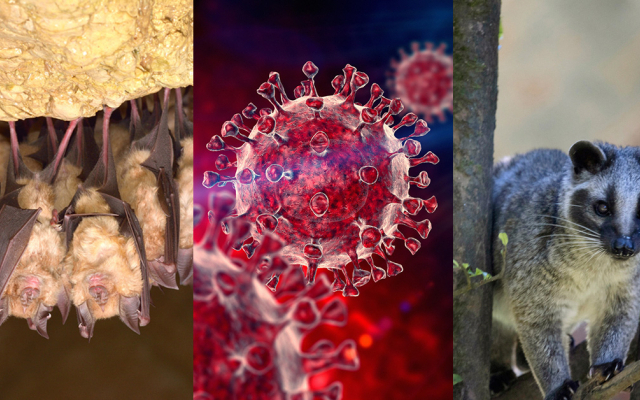 Composite image left to right: bats, COVID-19 virus and palm civet