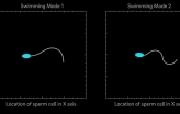A new mathematical model predicts that mammalian sperm cells have two distinct swimming modes. This prediction opens new questions about potential connections between sperm cells’ motor activity and their transitions to hyperactivation phases that may play