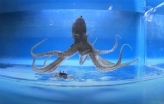 Video screen capture of an octopus preying on a crab.