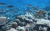 Fish swim in reef