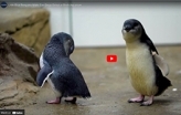 Video: Little blue penguins