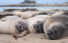  A group of sleeping 2-month-old northern elephant seals on the beach at Año Nuevo State Park, Calif